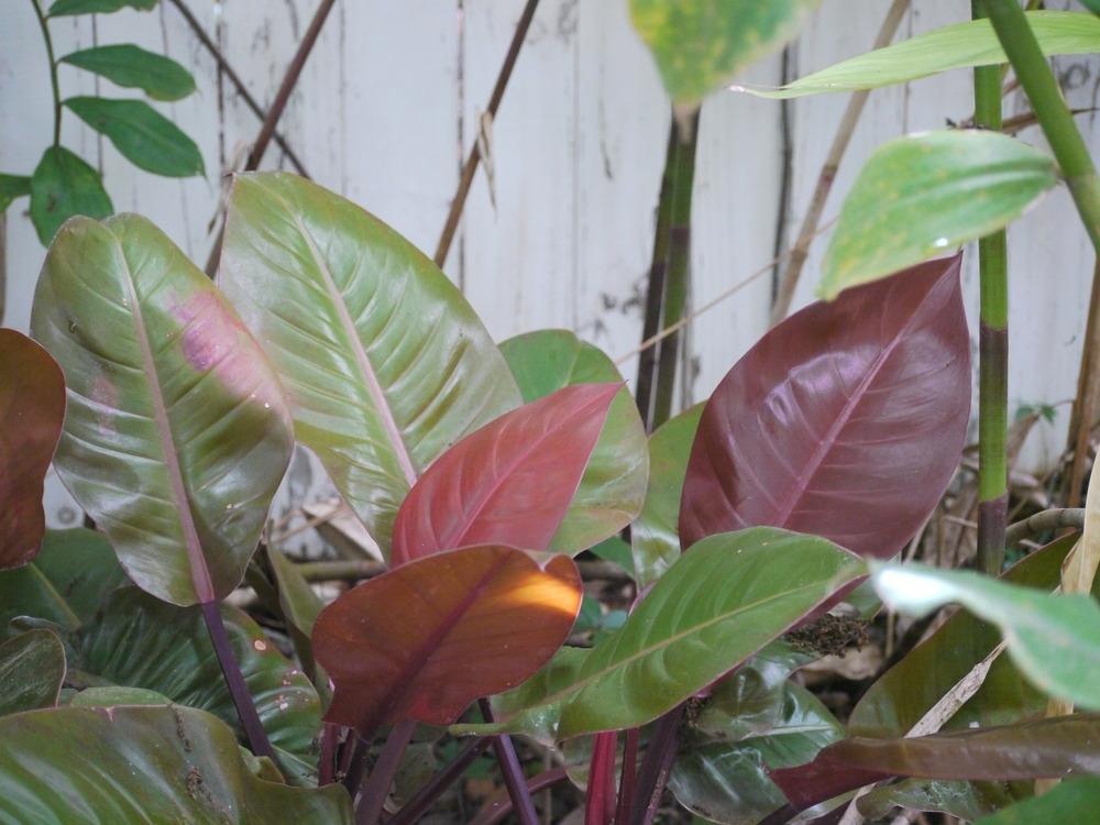Photo of Philodendron 'Prince of Orange' uploaded by dyzzypyxxy