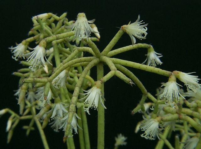 Photo of Coral Cactus (Rhipsalis cereuscula) uploaded by robertduval14