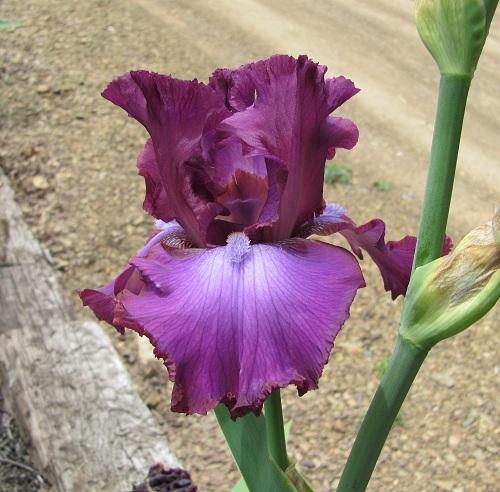 Photo of Tall Bearded Iris (Iris 'Rosette Wine') uploaded by starwoman