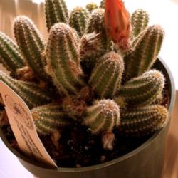 Location: At home - San Joaquin County, CA
Date: 2014-03-31
A new cacti in my collection - Peanut Cactus