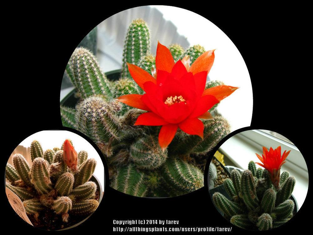 Photo of Peanut Cactus (Chamaecereus silvestrii) uploaded by tarev