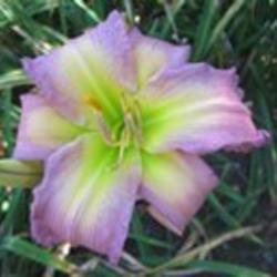 
Photo Courtesy of Strongs Daylilies. Used with Permission