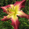 Photo Courtesy of Red Lane Daylily Gardens. Used with Permission