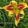 Photo Courtesy of Valley Of The Daylilies. Used with Permission.