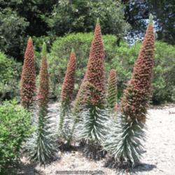 Location: Los Angeles Arboretum, Arcadia, California
Date: 2010-05-15