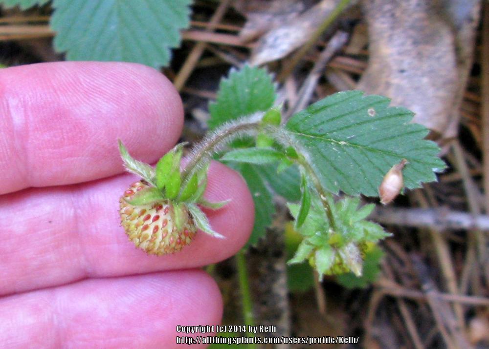 Photo of Alpine Strawberry (Fragaria vesca) uploaded by Kelli