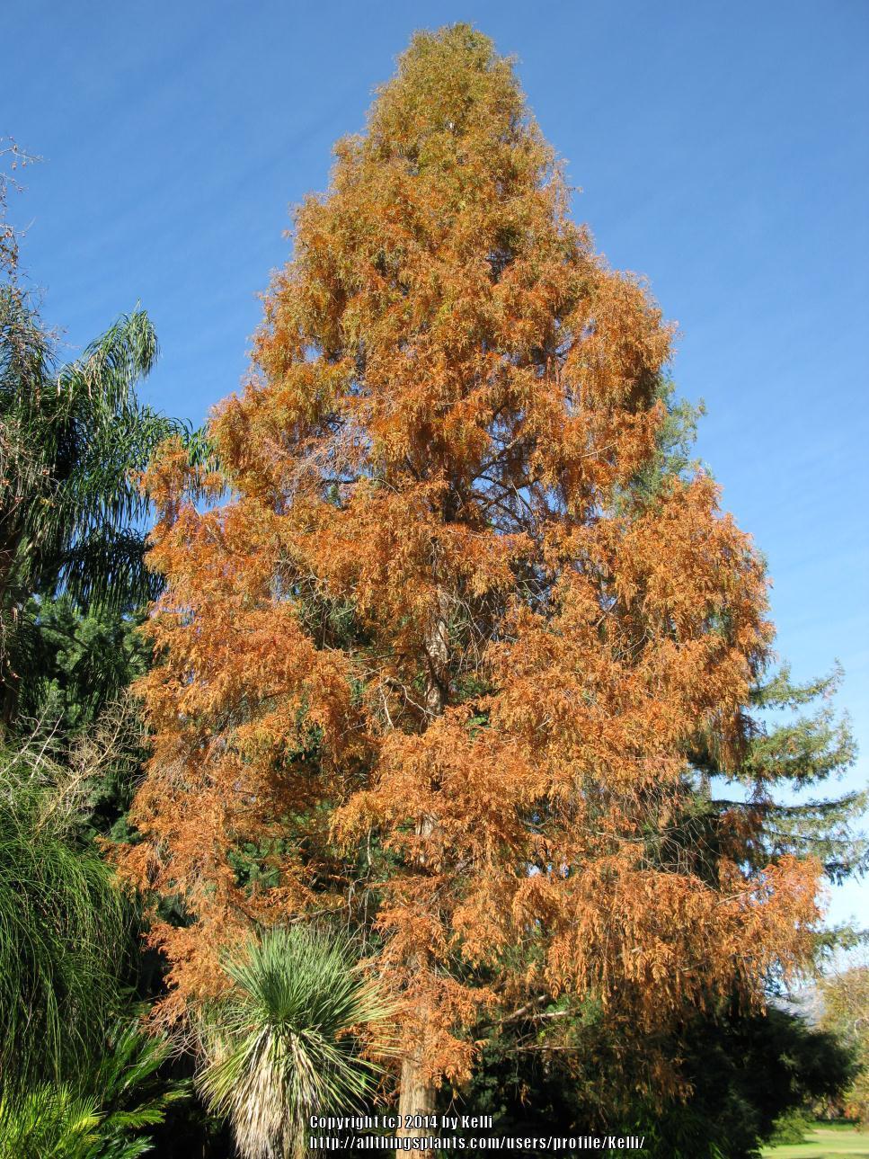 Photo of Dawn Redwood (Metasequoia glyptostroboides) uploaded by Kelli