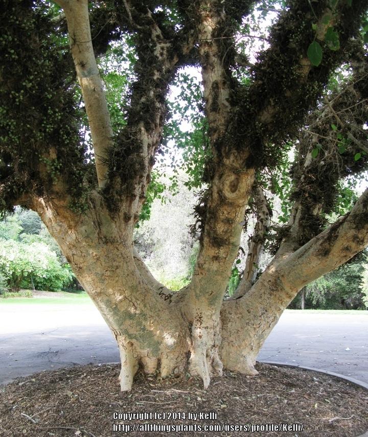Photo of Sycamore Fig (Ficus sycomorus) uploaded by Kelli