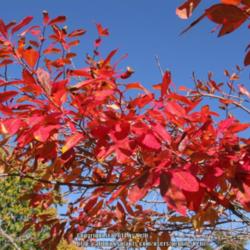 Location: Los Angeles Arboretum, Arcadia, California
Date: 2012-11-24
Fall color