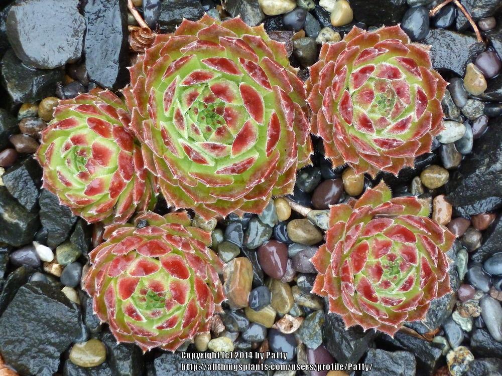 Photo of Hen and chicks (Sempervivum 'Bagdad') uploaded by Patty