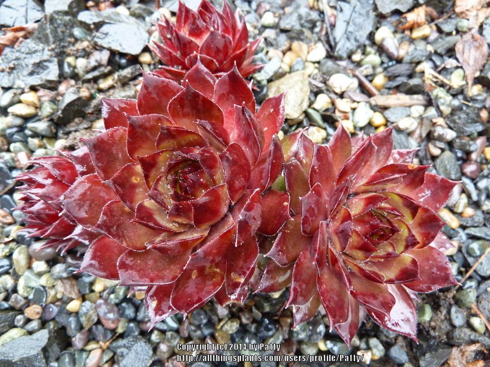 Photo of Hen and Chicks (Sempervivum 'Eminent') uploaded by Patty