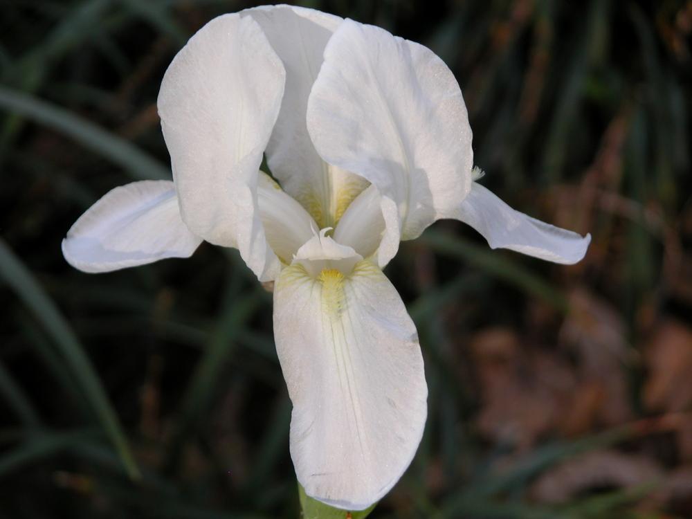 Photo of Species Iris (Iris albicans) uploaded by Seedfork