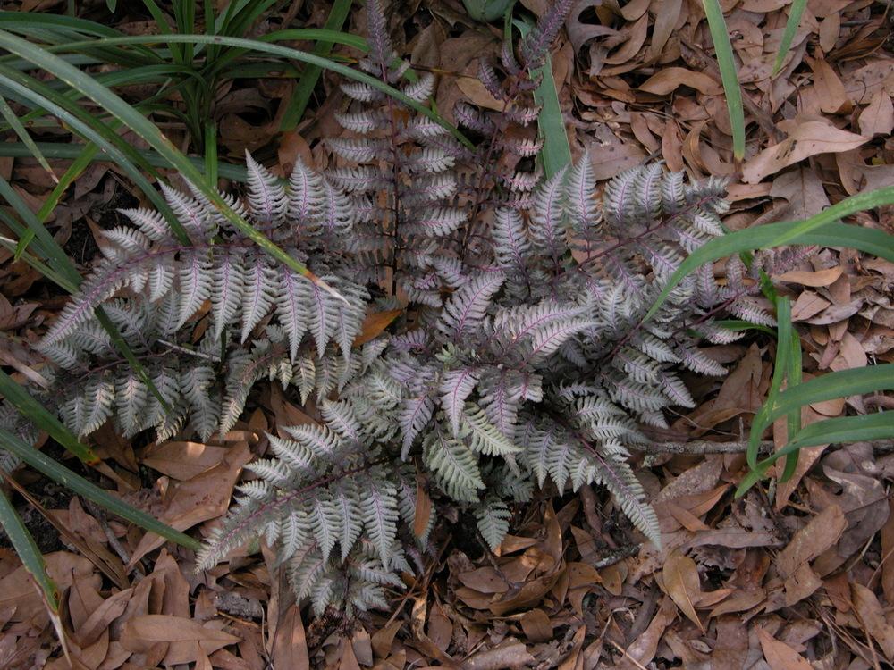 Photo of Japanese Painted Fern (Anisocampium niponicum 'Ursula's Red') uploaded by Seedfork