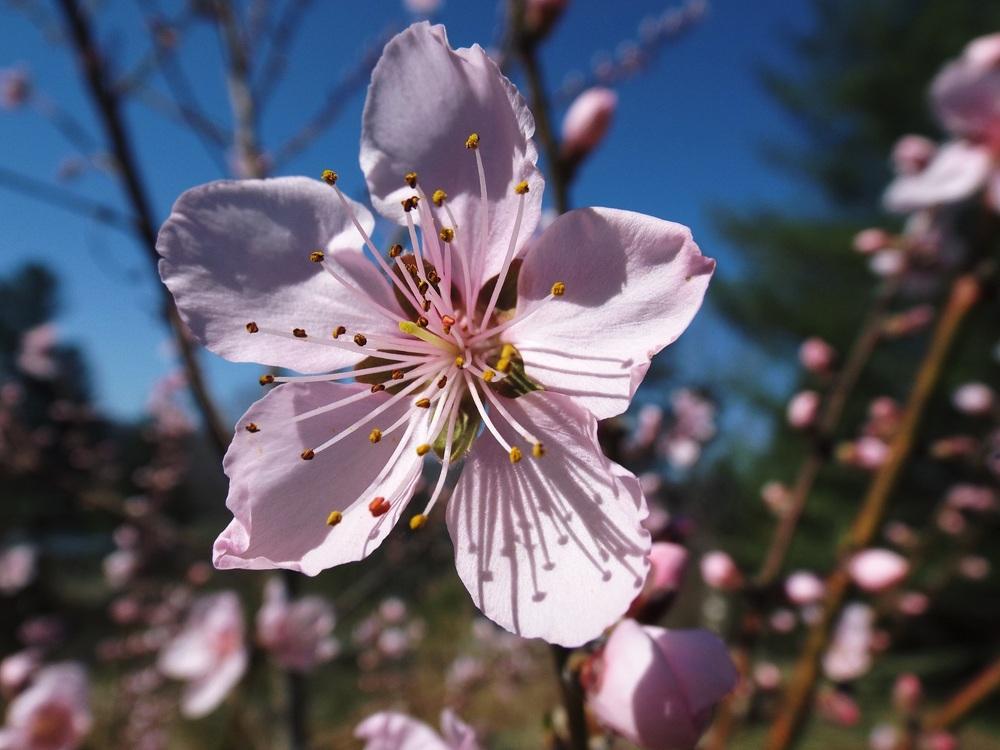 Photo of Saturn Peach (Prunus persica 'Saturn') uploaded by poisondartfrog