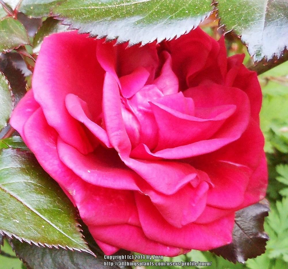 Photo of Rose (Rosa 'Lasting Love') uploaded by zuzu