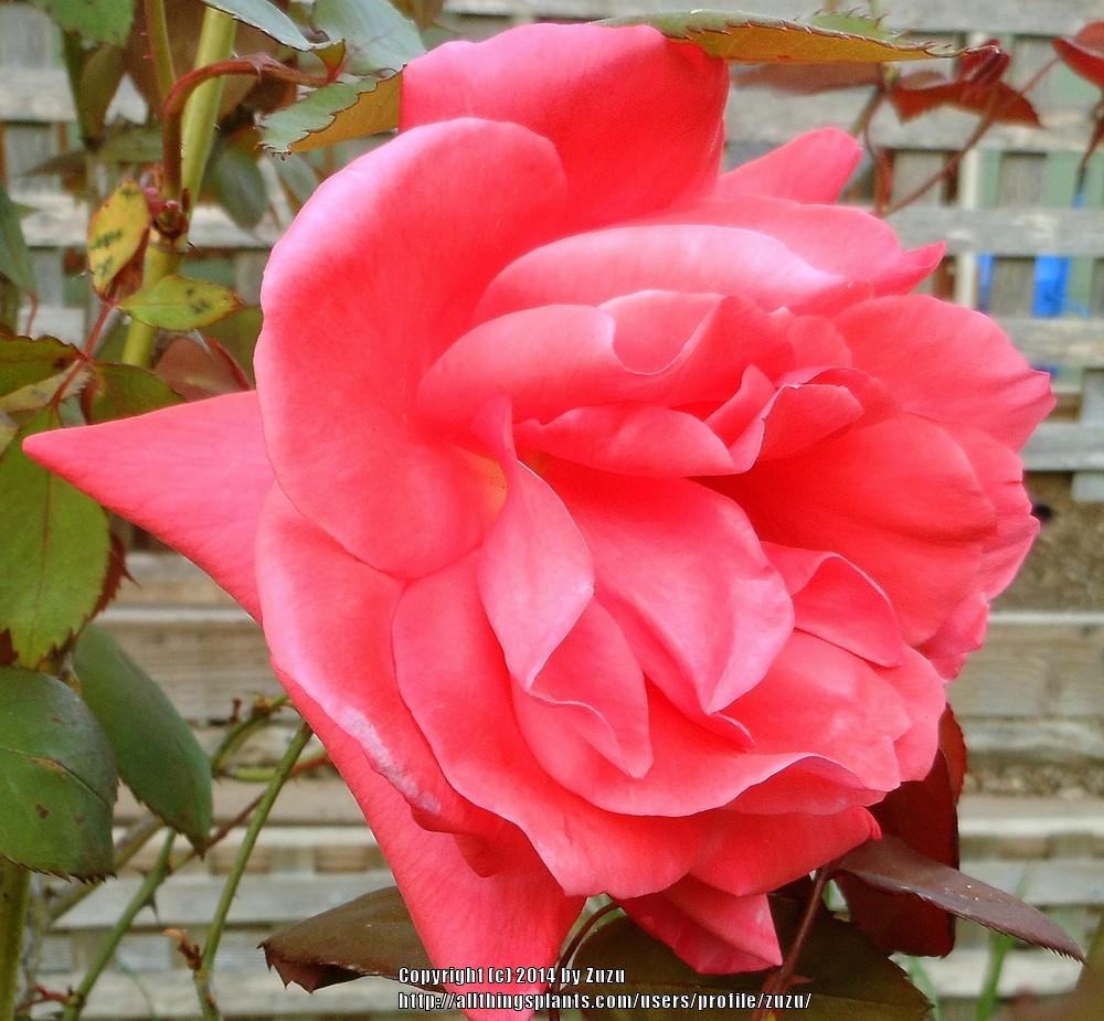 Photo of Rose (Rosa 'Glory Days') uploaded by zuzu