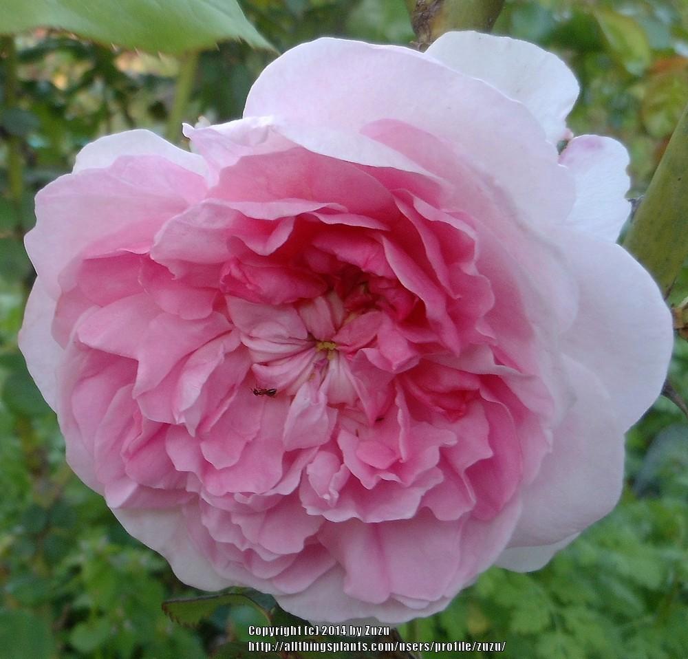 Photo of Rose (Rosa 'Cottage Rose') uploaded by zuzu