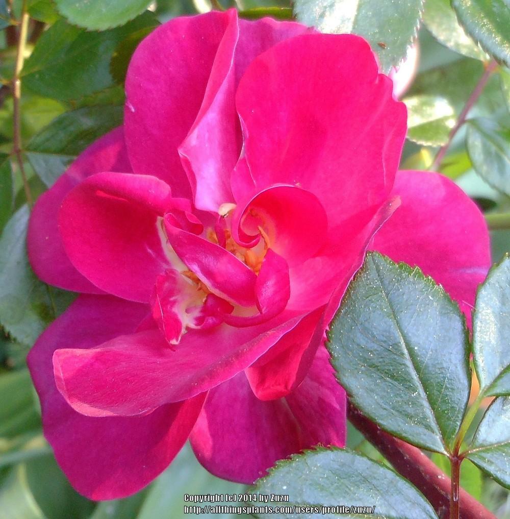 Photo of Rose (Rosa 'Gina's Rose') uploaded by zuzu