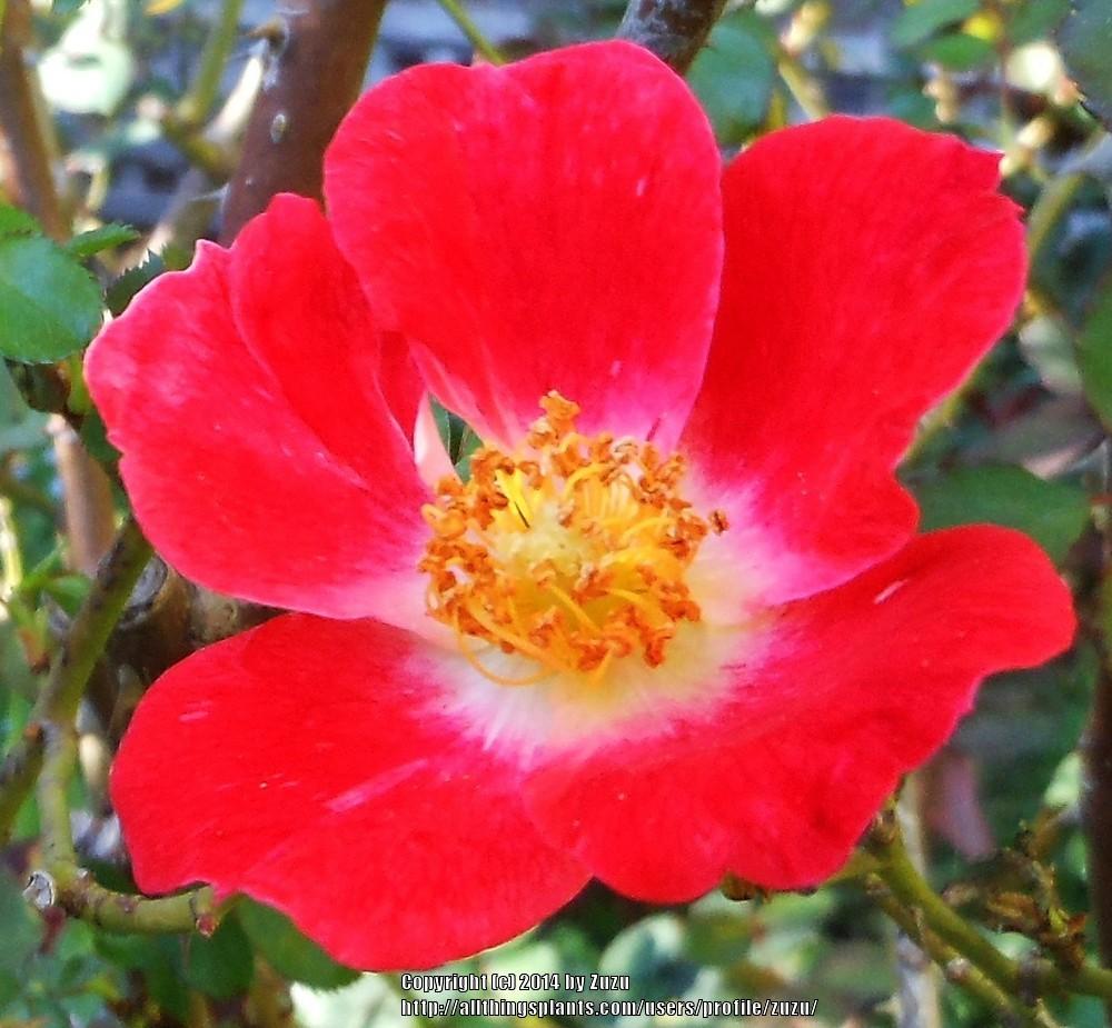 Photo of Rose (Rosa 'Eyepaint') uploaded by zuzu
