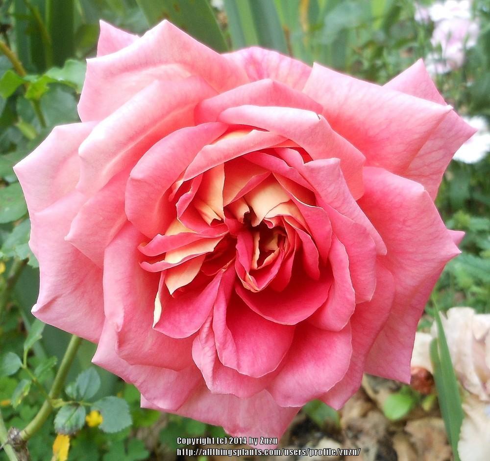 Photo of Rose (Rosa 'Shades of Autumn') uploaded by zuzu