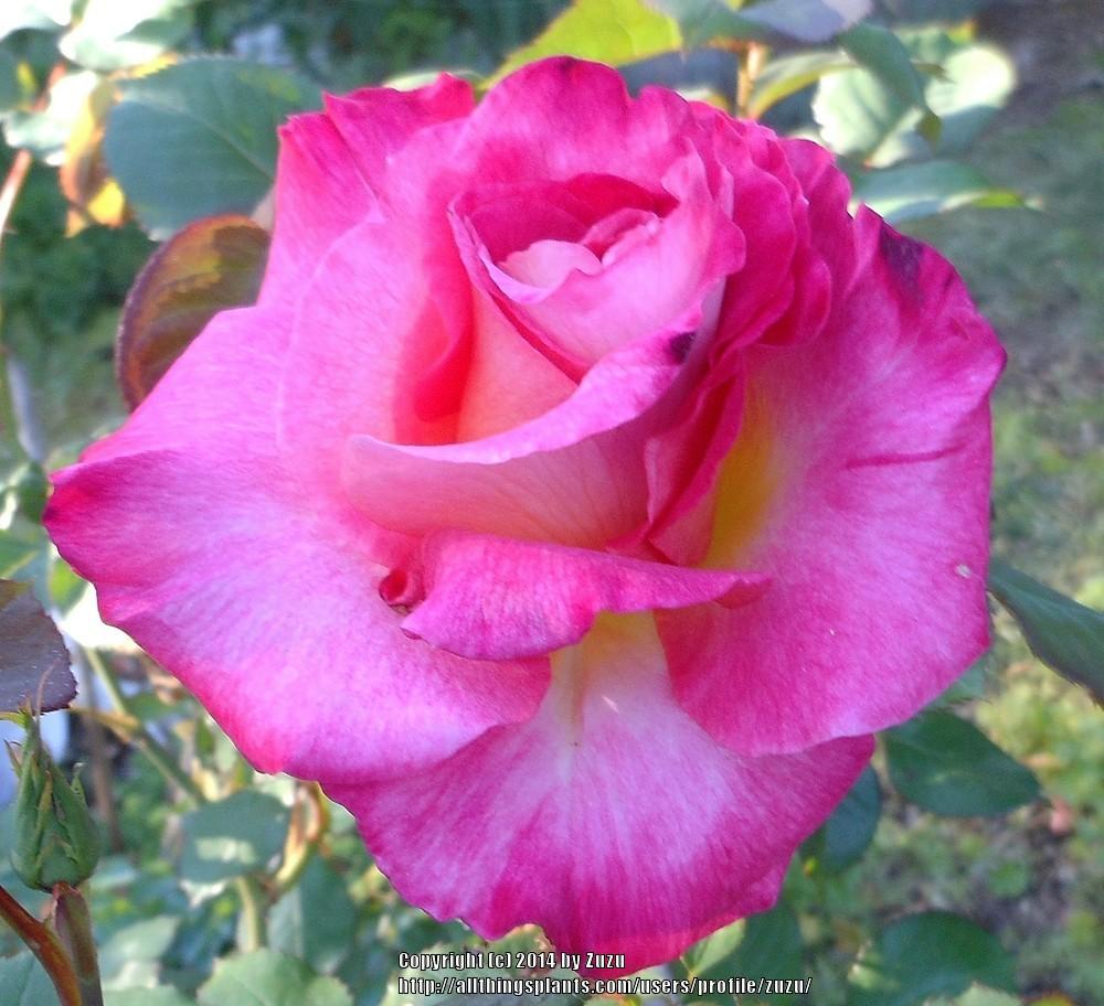 Photo of Rose (Rosa 'Givenchy') uploaded by zuzu