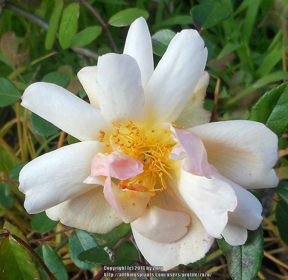 Photo of Rose (Rosa 'Opal Brunner') uploaded by zuzu