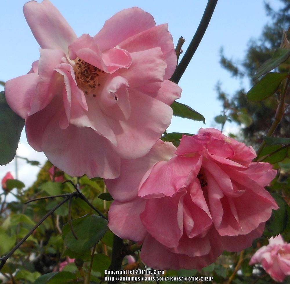 Photo of Rose (Rosa 'Clair Matin') uploaded by zuzu
