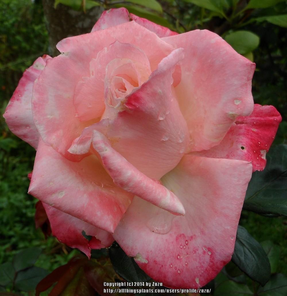 Photo of Rose (Rosa 'Gemini') uploaded by zuzu