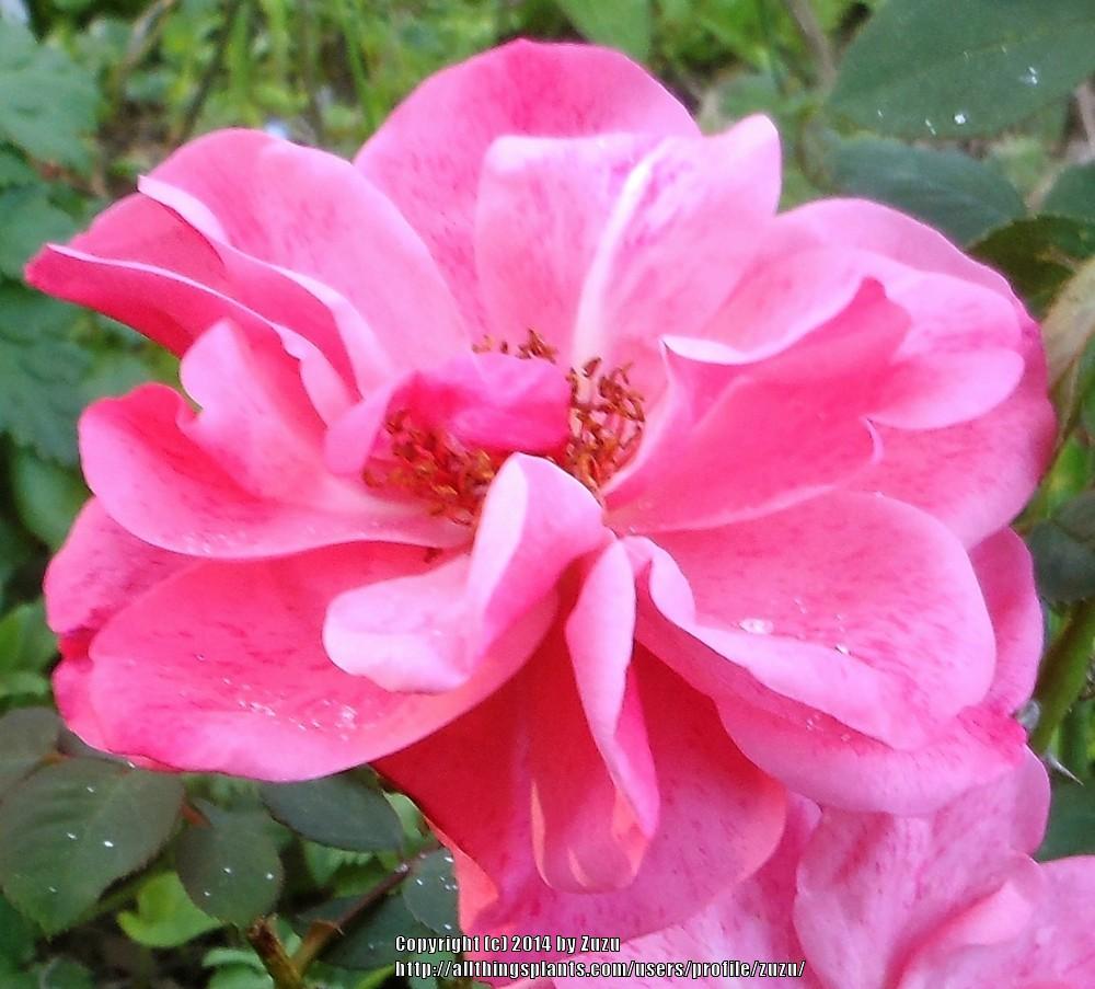 Photo of Rose (Rosa 'Freckle Face') uploaded by zuzu