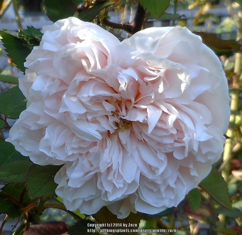 Photo of Rose (Rosa 'St. Cecilia') uploaded by zuzu