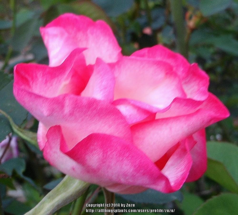 Photo of Rose (Rosa 'Paw Maw') uploaded by zuzu