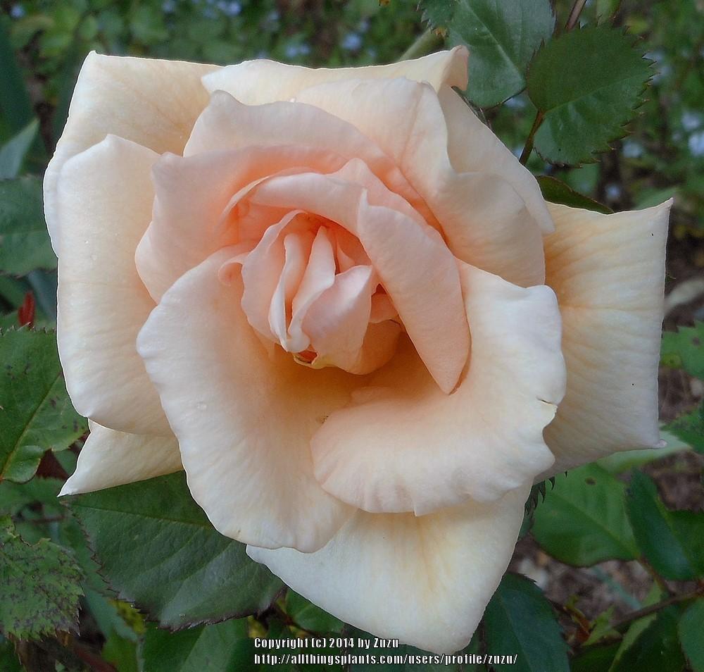 Photo of Rose (Rosa 'Winter Sunset') uploaded by zuzu