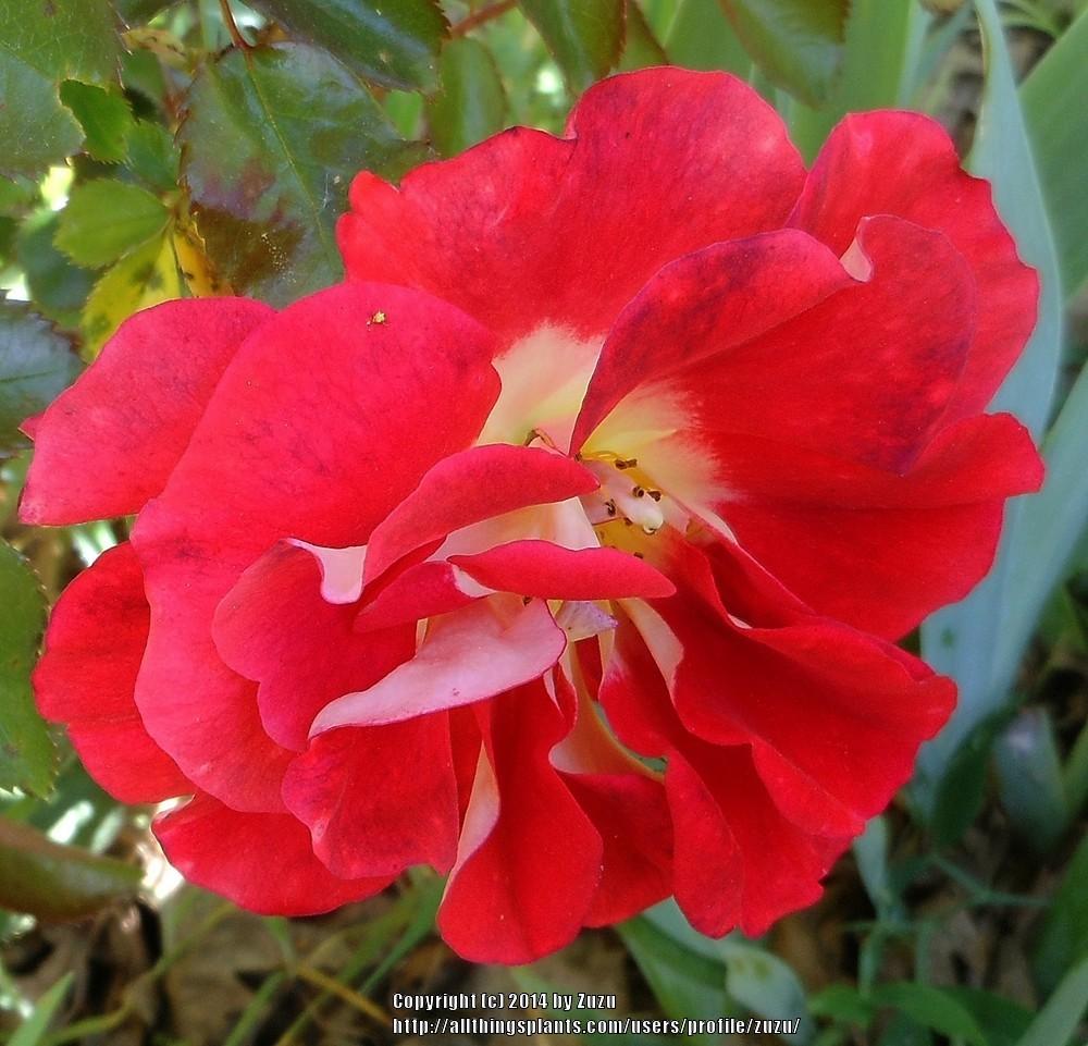 Photo of Rose (Rosa 'Topsy Turvy') uploaded by zuzu