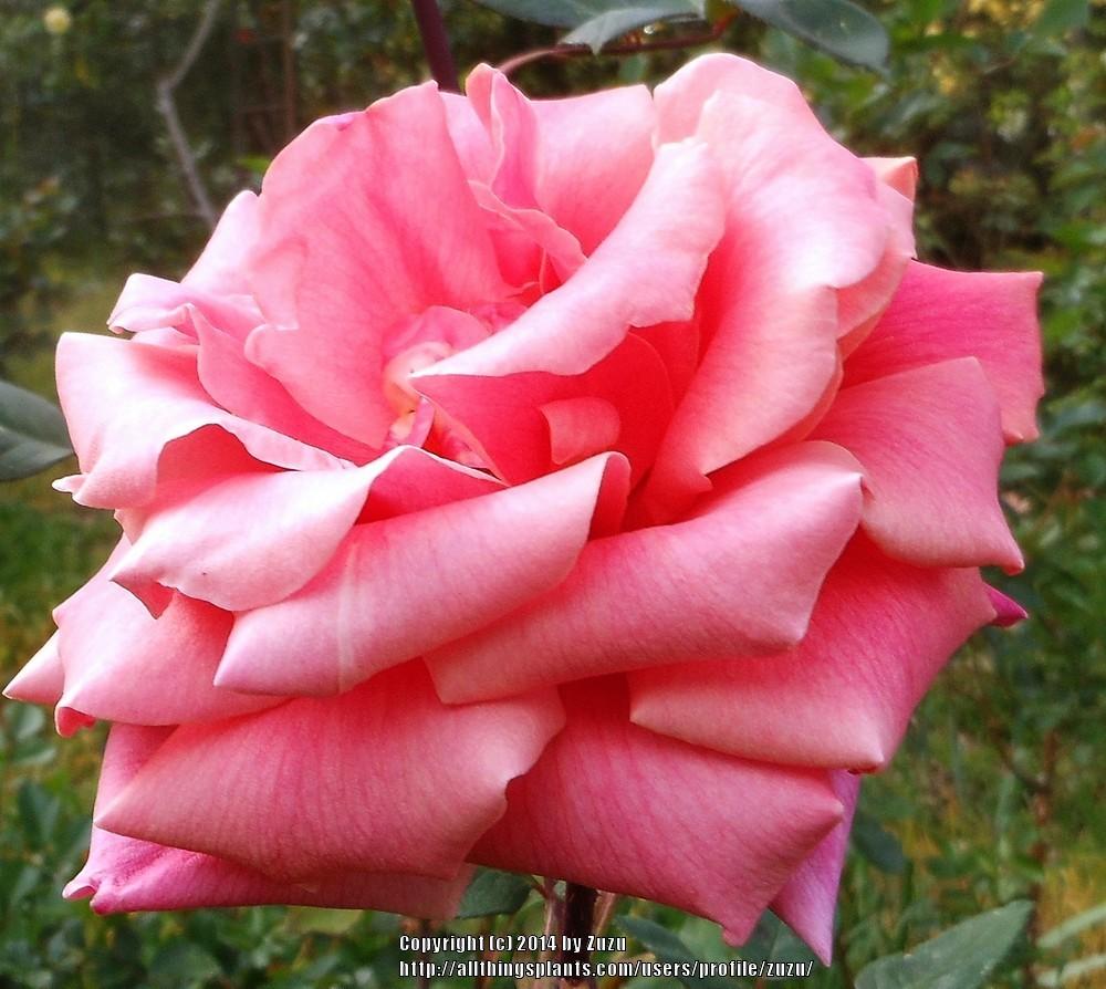 Photo of Rose (Rosa 'Thanksgiving') uploaded by zuzu