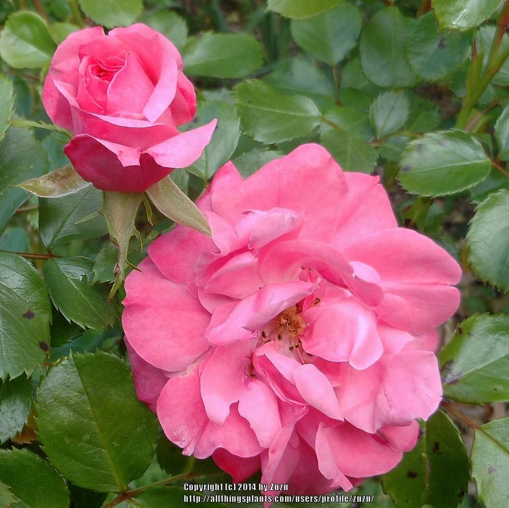 Photo of Shrub Rose (Rosa 'Bonica') uploaded by zuzu