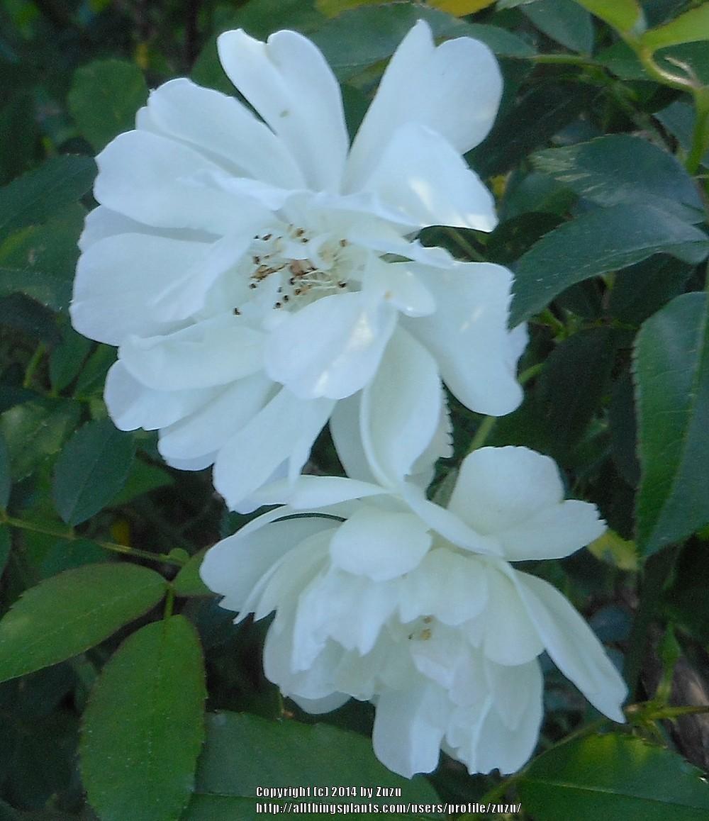 Photo of Rose (Rosa banksiae 'Purezza') uploaded by zuzu