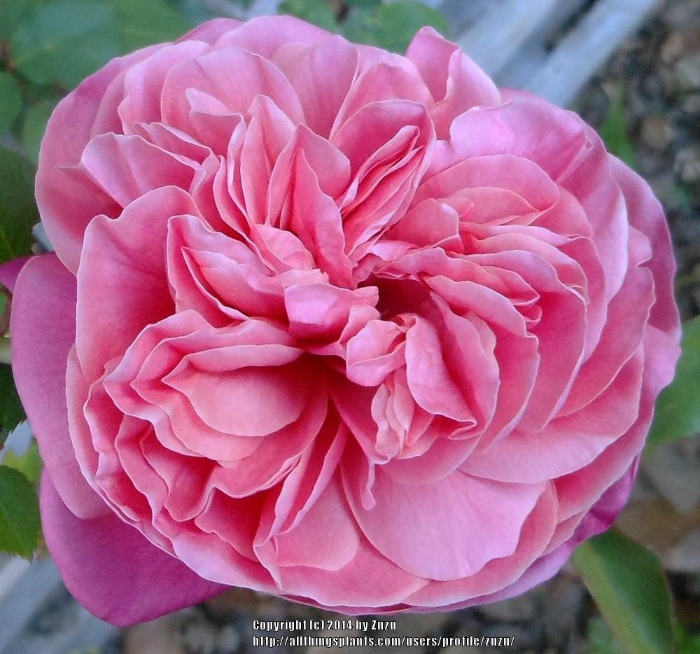 Photo of Tea Rose (Rosa 'Monsieur Tillier') uploaded by zuzu