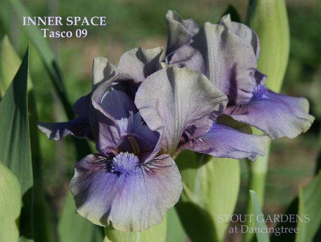 Photo of Standard Dwarf Bearded Iris (Iris 'Inner Space') uploaded by Calif_Sue