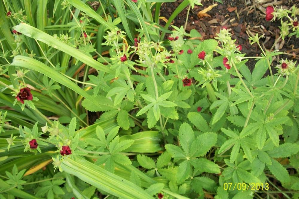 Photo of Himalayan Cinquefoil (Potentilla atrosanguinea 'Gibson's Scarlet') uploaded by Hazelcrestmikeb