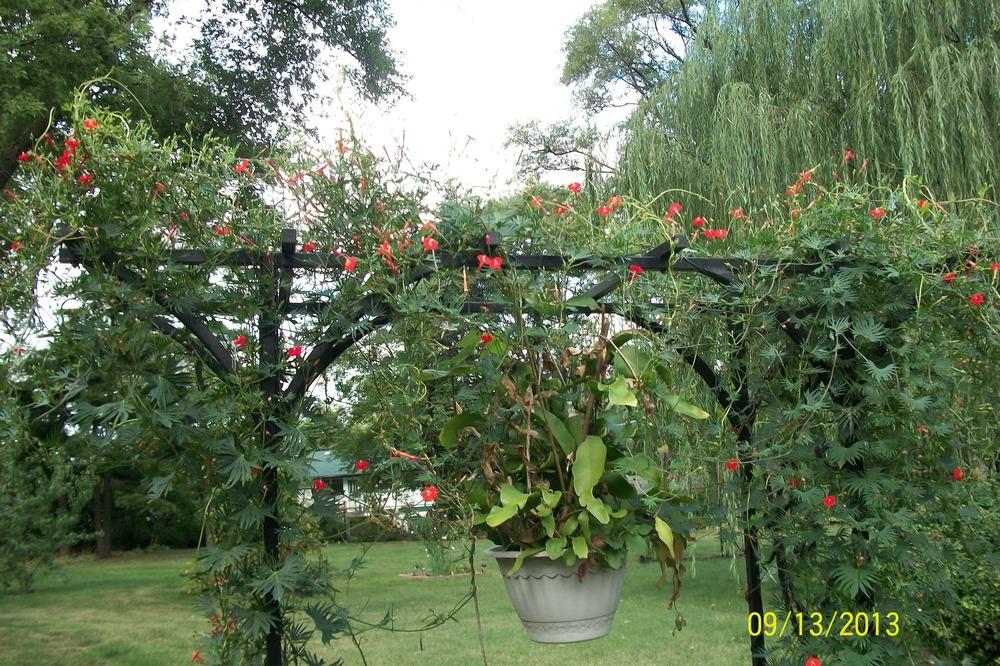 Photo of Cypress Vine (Ipomoea quamoclit) uploaded by Hazelcrestmikeb