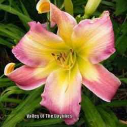 
Photo Courtesy of Valley Of The Daylilies. Used with Permission.