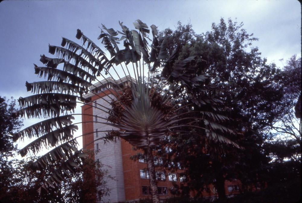 Photo of Travelers Palm (Ravenala madagascariensis) uploaded by KentPfeiffer