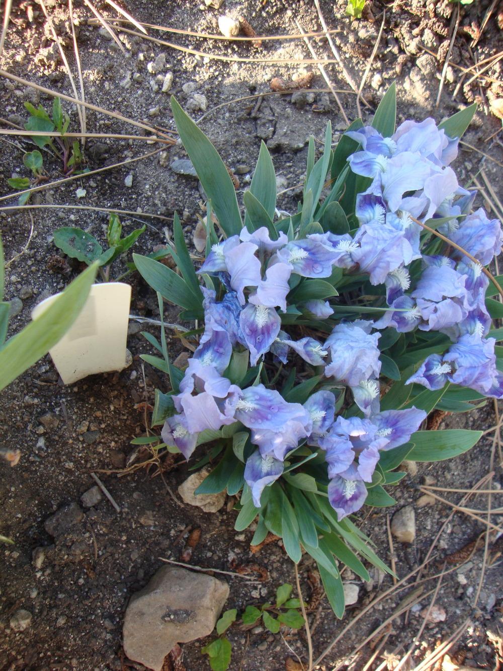 Photo of Miniature Dwarf Bearded Iris (Iris 'Hobbit') uploaded by Paul2032