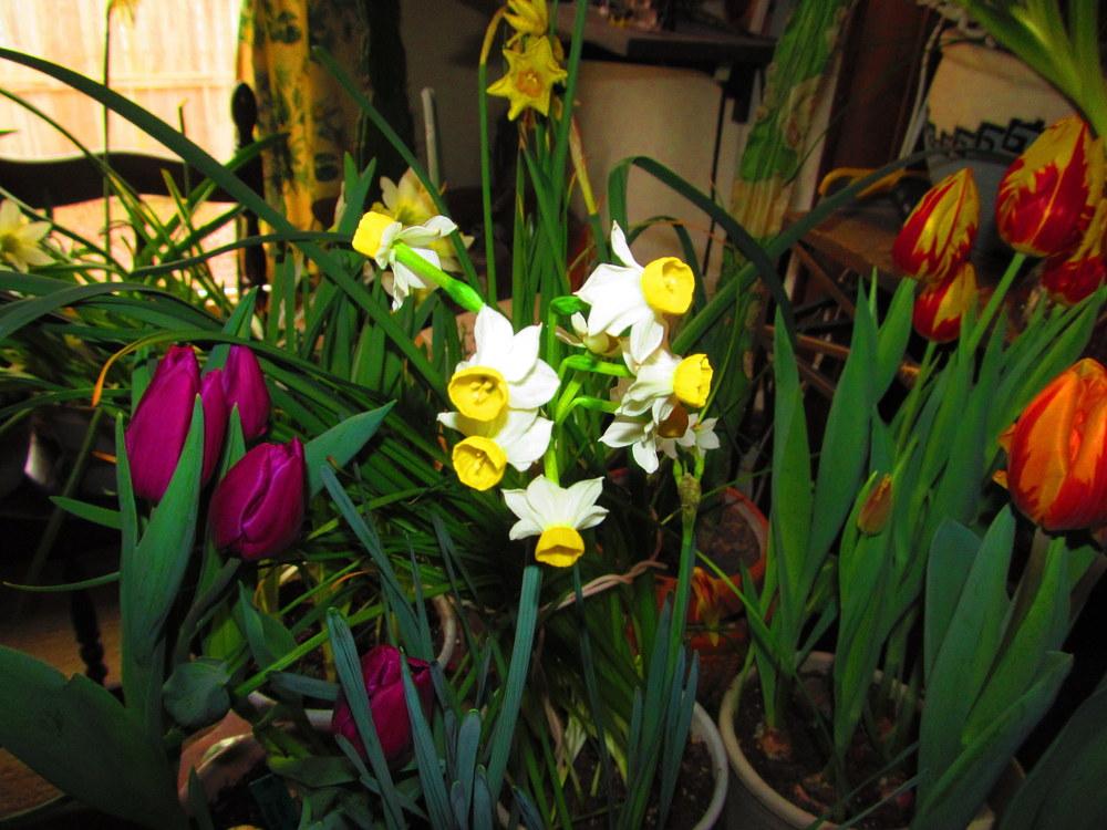 Photo of Tazetta Daffodil (Narcissus tazetta subsp. tazetta) uploaded by jmorth