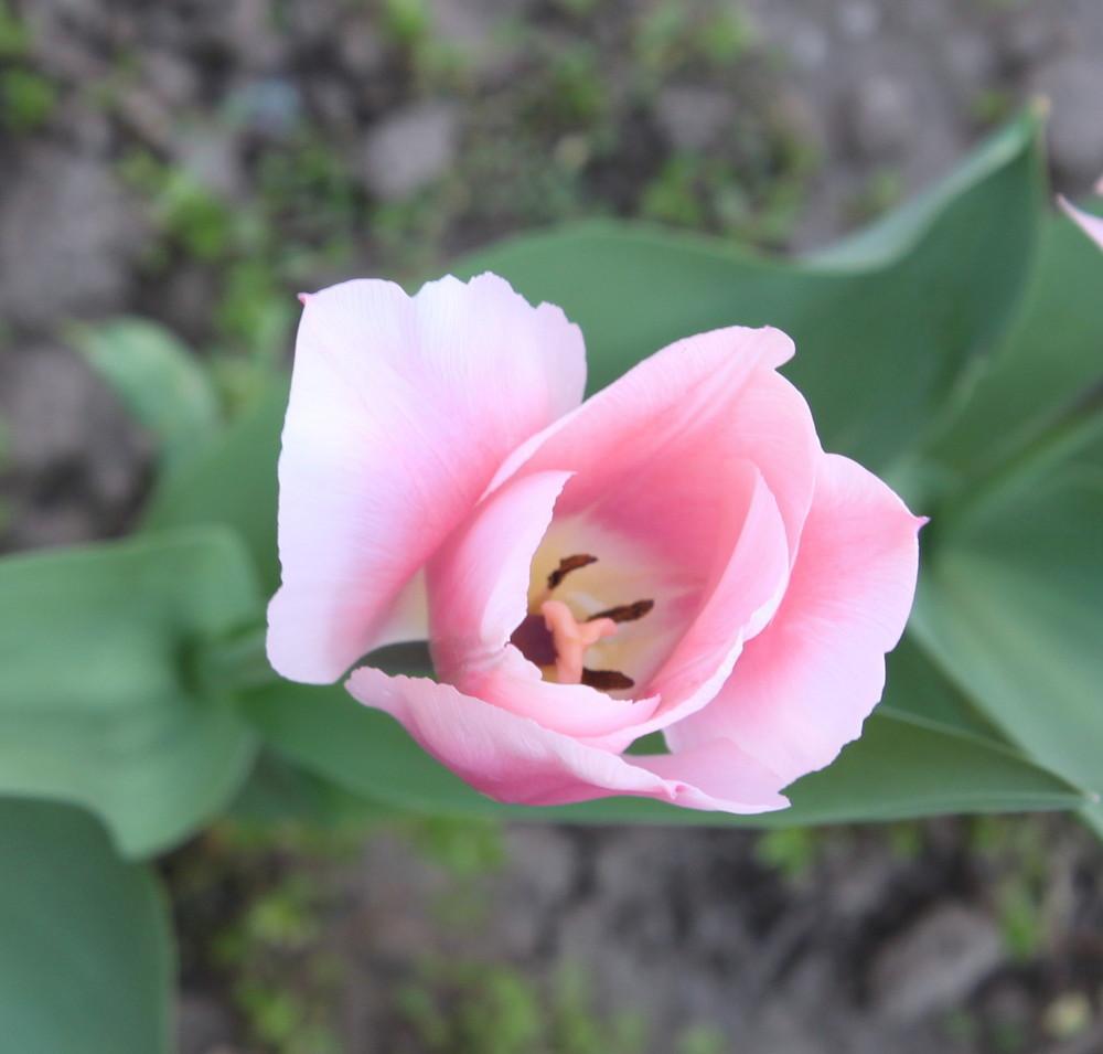 Photo of Darwin Hybrid Tulip (Tulipa 'Ollioules') uploaded by ninell