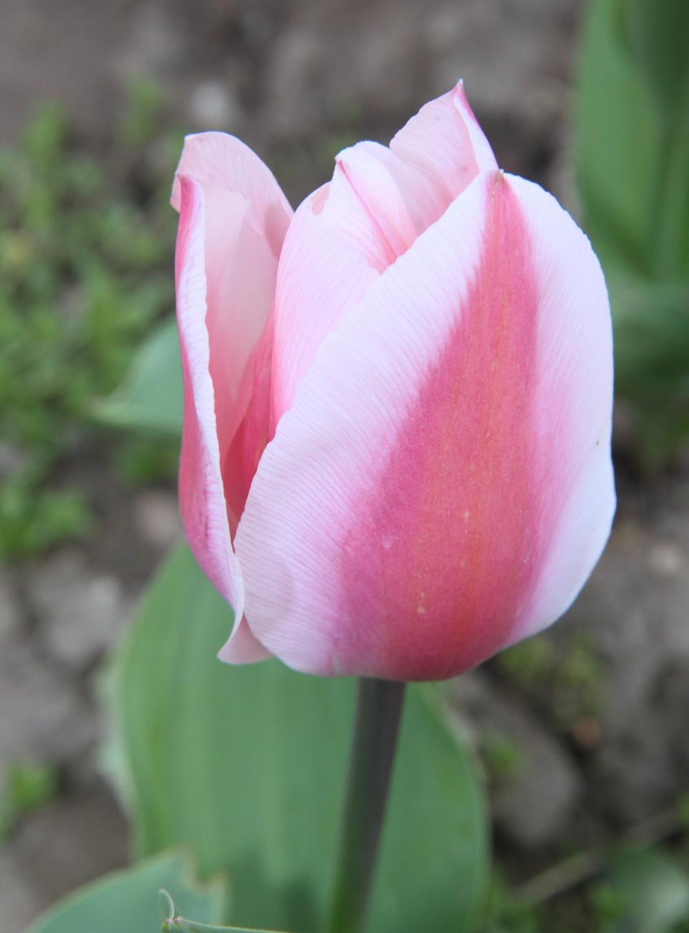 Photo of Darwin Hybrid Tulip (Tulipa 'Ollioules') uploaded by ninell