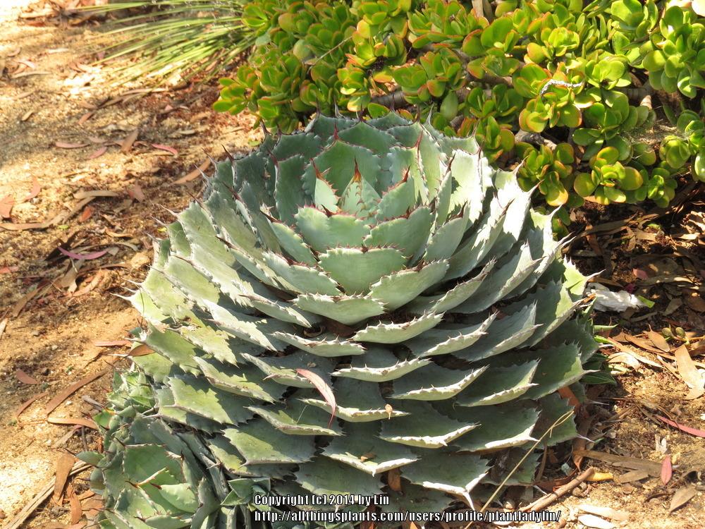 Photo of Happy Crown Agave (Agave 'Kichijokan') uploaded by plantladylin