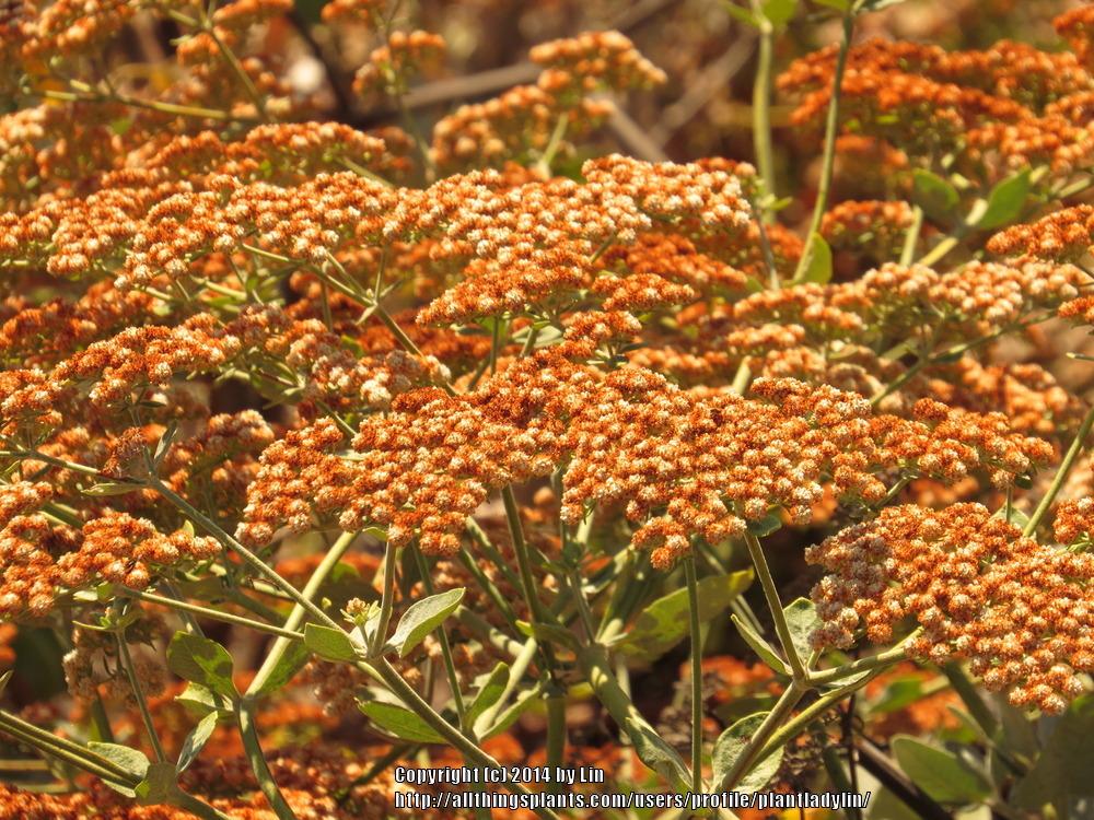 Photo of Sedum (Hylotelephium spectabile 'Herbstfreude') uploaded by plantladylin