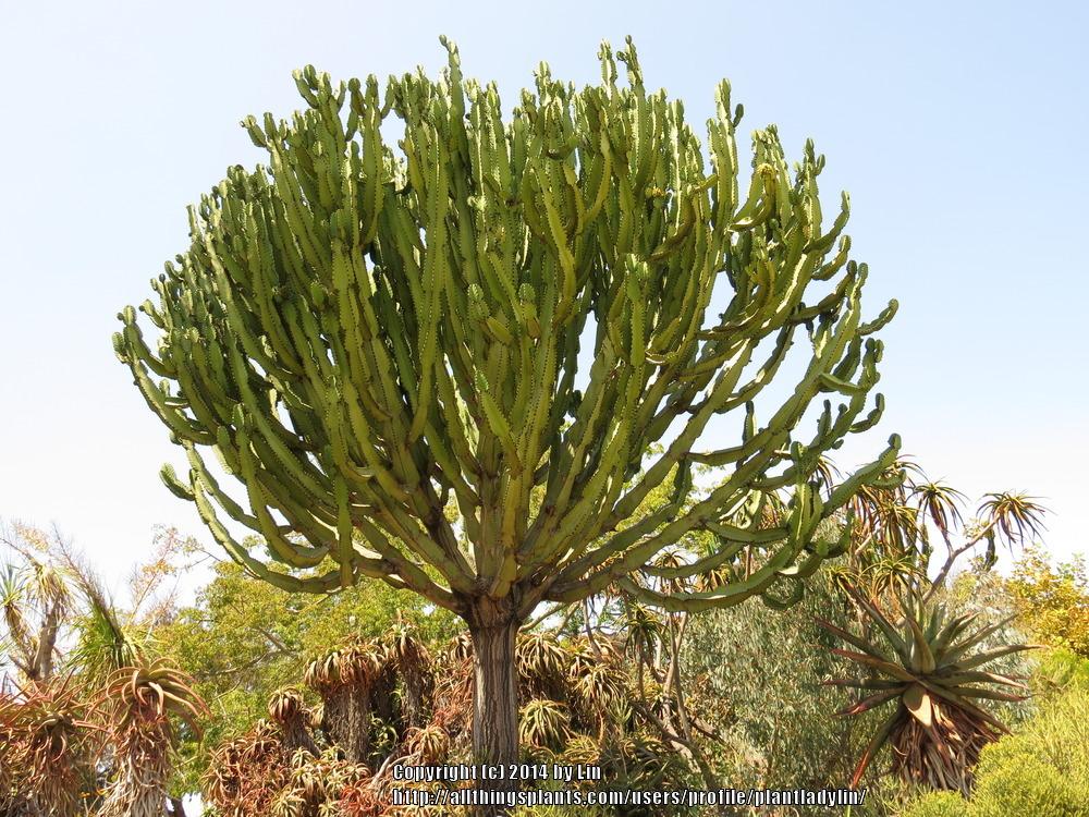 Photo of Candelabra Tree (Euphorbia ingens) uploaded by plantladylin