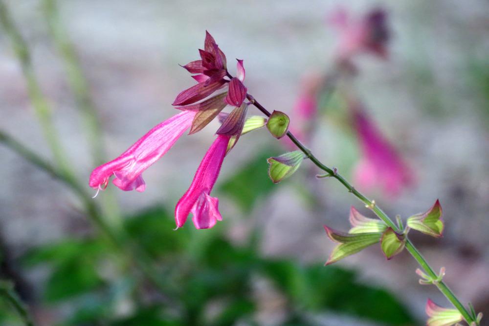 Photo of Salvia 'Wendy's Wish' uploaded by rvird01